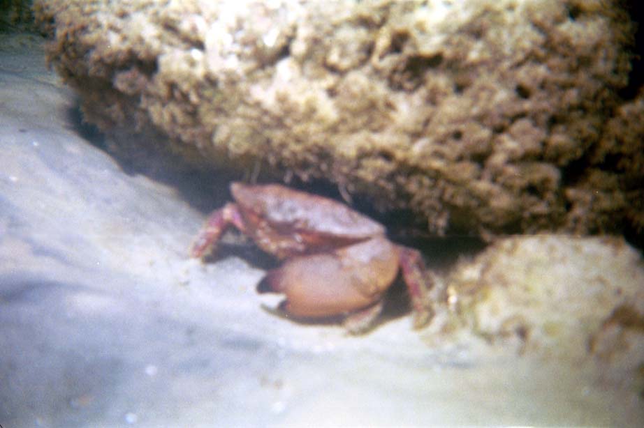  Crab  